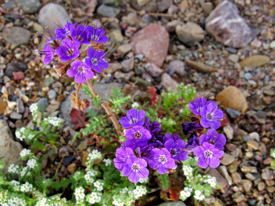 Wildflower Super Bloom at Death Valley NP in CA