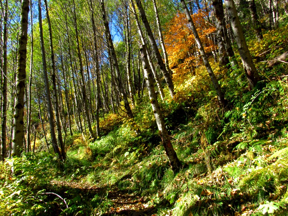 Coldwater Lake Loop Trail in WA