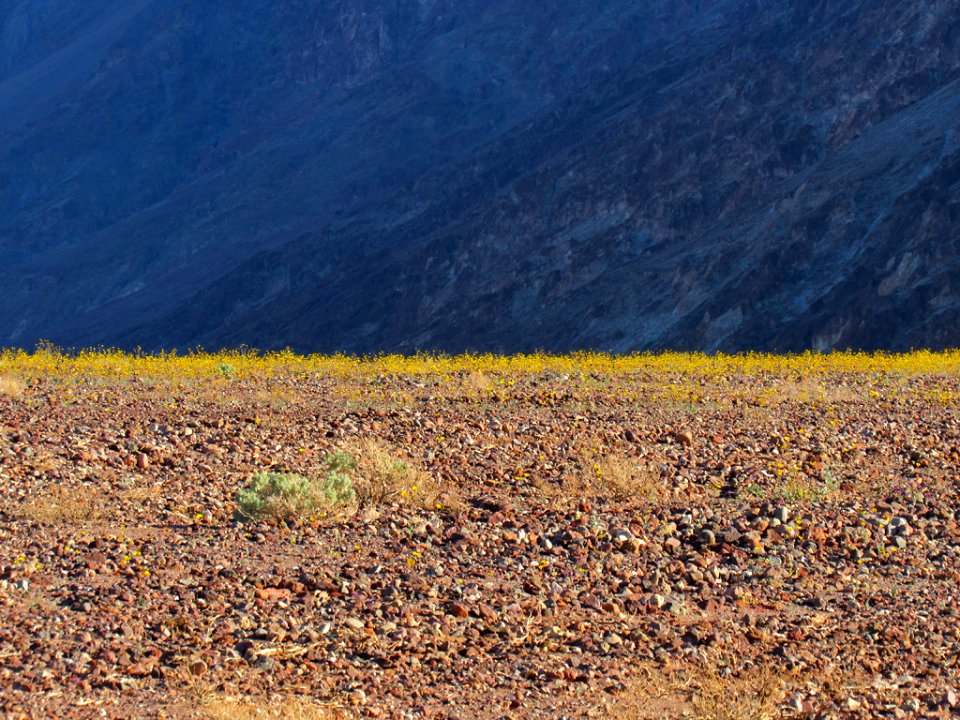 Wildflower Super Bloom at Death Valley NP in CA