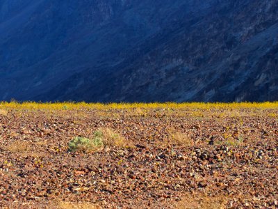 Wildflower Super Bloom at Death Valley NP in CA