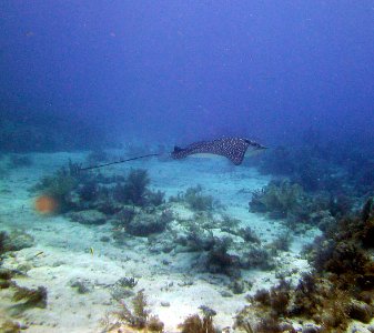 Profile spotted eagle ray near fire coral cave Key Largo