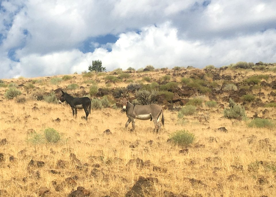 WINNER: Zebra Donkey, Eagle Lake Field Office