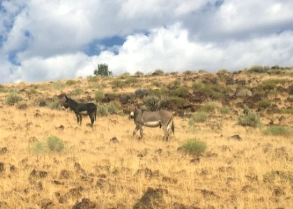 WINNER: Zebra Donkey, Eagle Lake Field Office