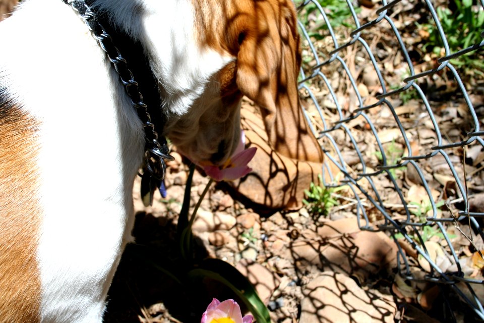 Fresa Sniffs Flowers