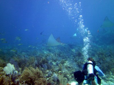 Keith and Spotted Eagle Ray near Fire Coral Cave Key Largo photo