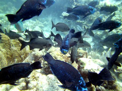 Midnight Parrotfish Logan's Reef Key Largo photo