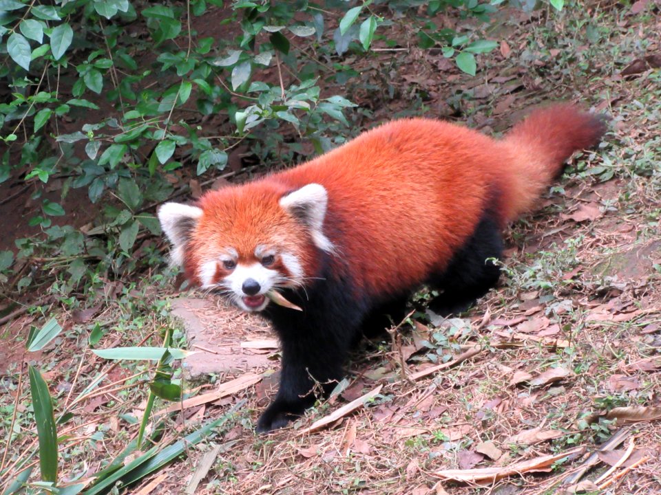 Red Panda walking Giant Panda Breeding Center Chengdu China