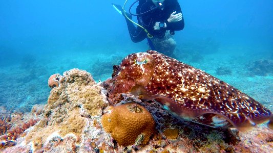 Mandy and cuttlefish Diving in Ishigaki Japan