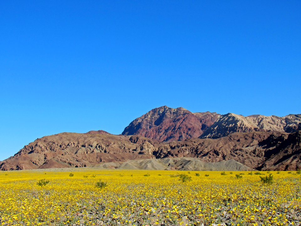 Wildflower Super Bloom at Death Valley NP in CA