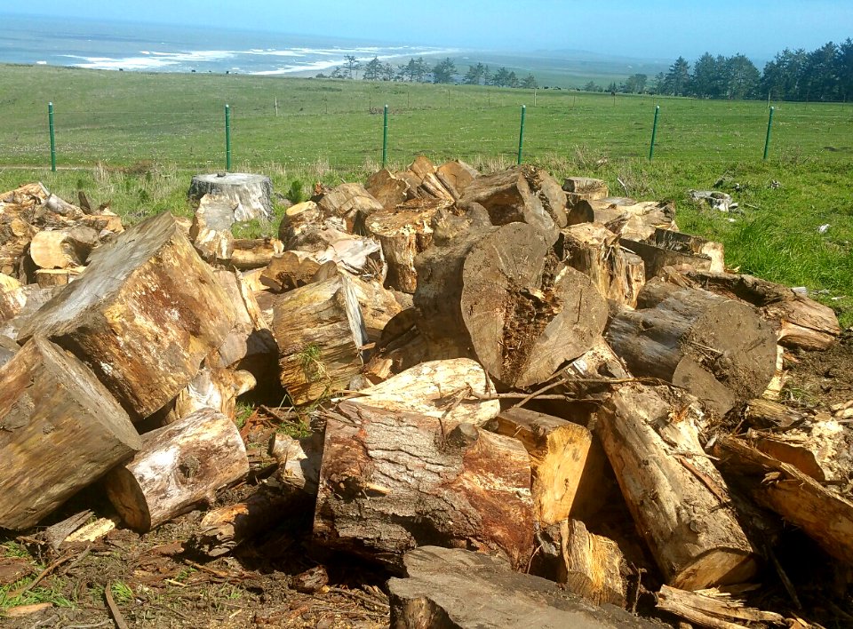 Firewood