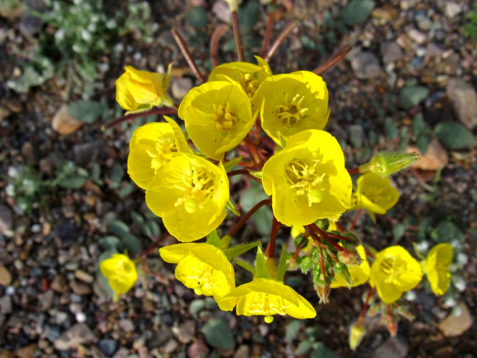 Wildflower Super Bloom at Death Valley NP in CA