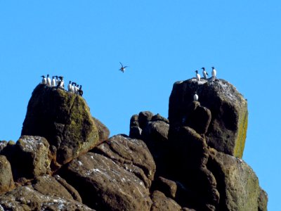 Seabirds at Yaquina Head Natural Area in OR