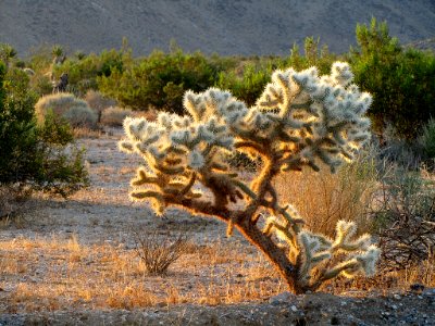 Cholla Cactus at Joshua Tree National Park in California photo