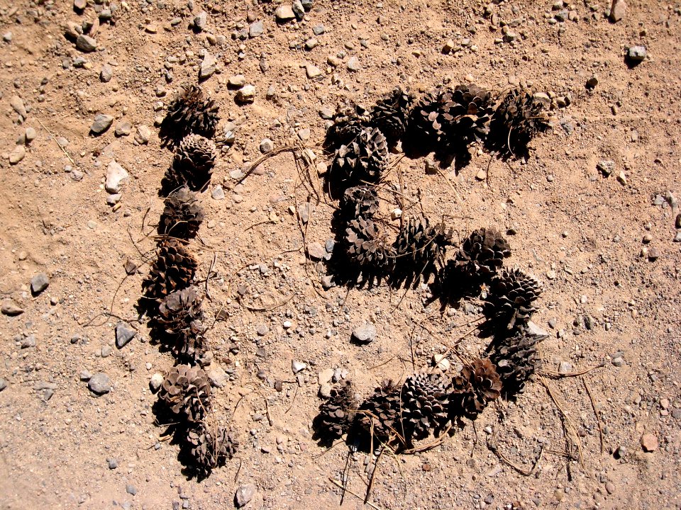 15 Pine Cones