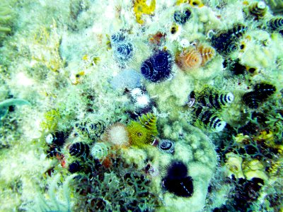 Closeup Christmas Tree worms Key Largo French's Reef photo