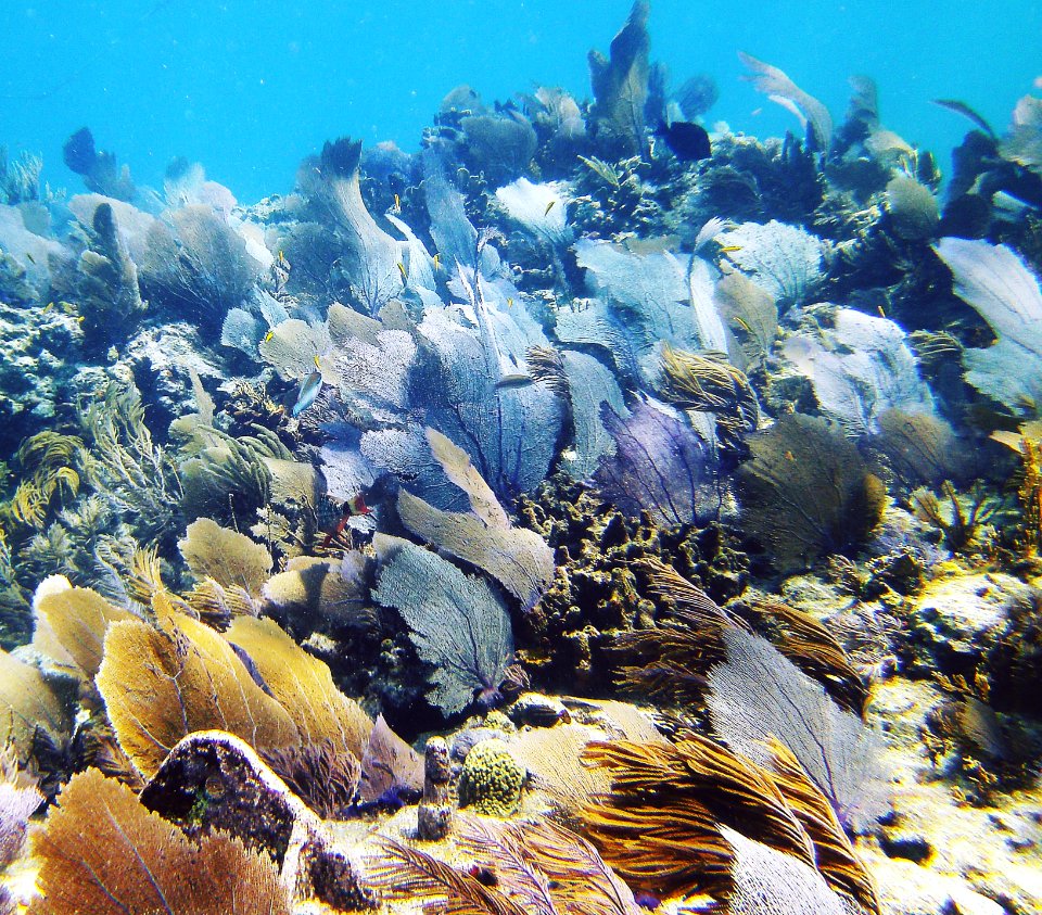 Fans Swaying Molassass Reef Key Largo