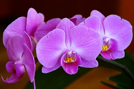 Flowerpot nature young