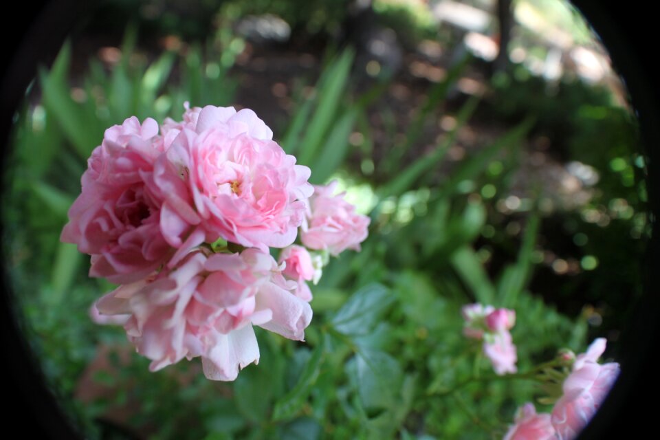 Floral plant pink flowers