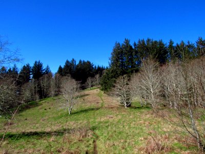 Forest at God's Thumb Hike in OR