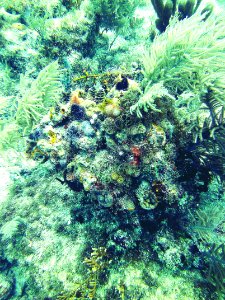Coral full of Christmas Tree Worms French's Reef Key Largo photo