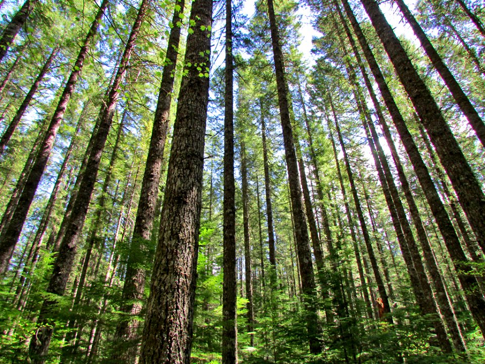 Lewis River Falls Trail in WA