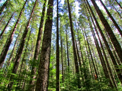 Lewis River Falls Trail in WA photo