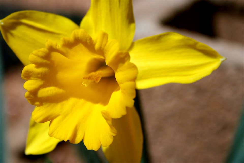 Daffy
