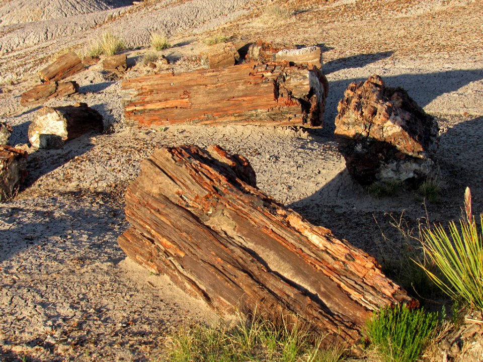 Crystal Forest at Petrified Forest NP in Arizona