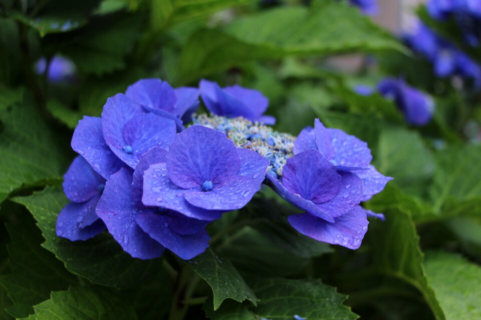 Petals spring flowers hydrangea