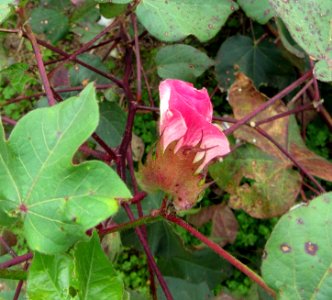 What a cotton bloom looks like at first Frogmore Cotton Plantation Louisiana