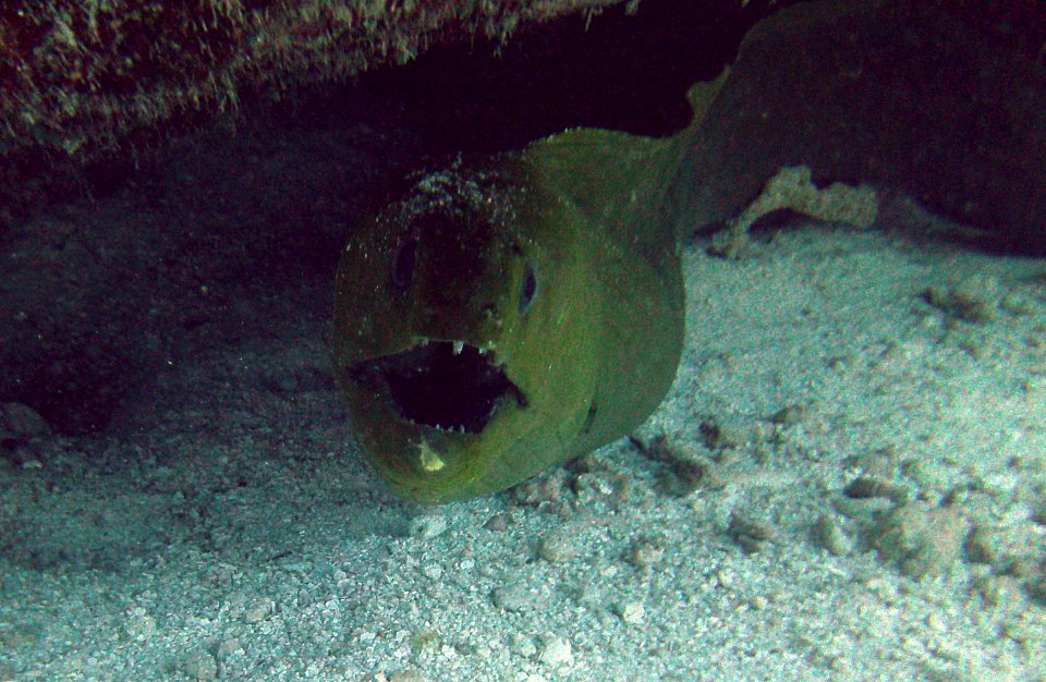 Eel Mouth French's Reef Key Largo