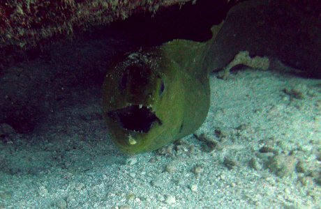 Eel Mouth French's Reef Key Largo