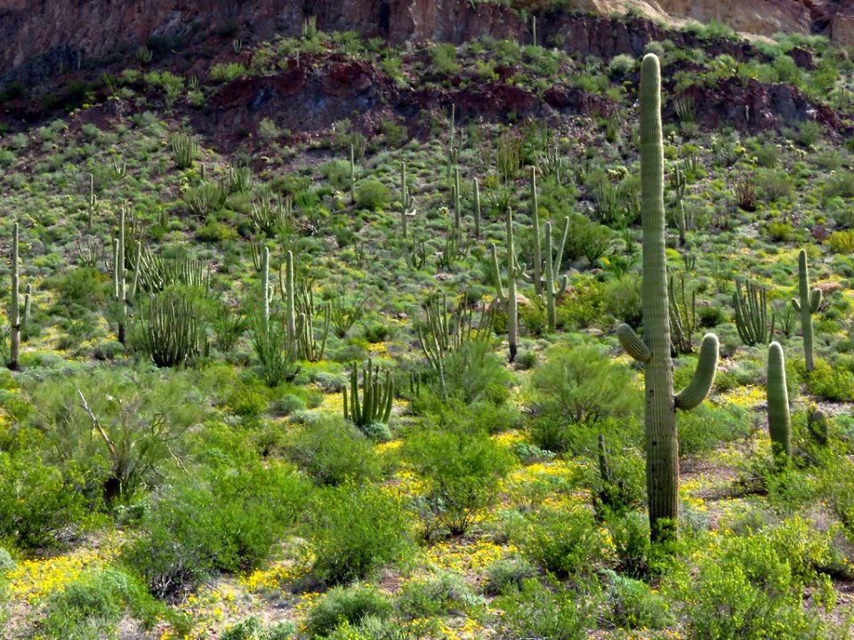 Wildflowers at Organ Pipe Cactus NM in AZ