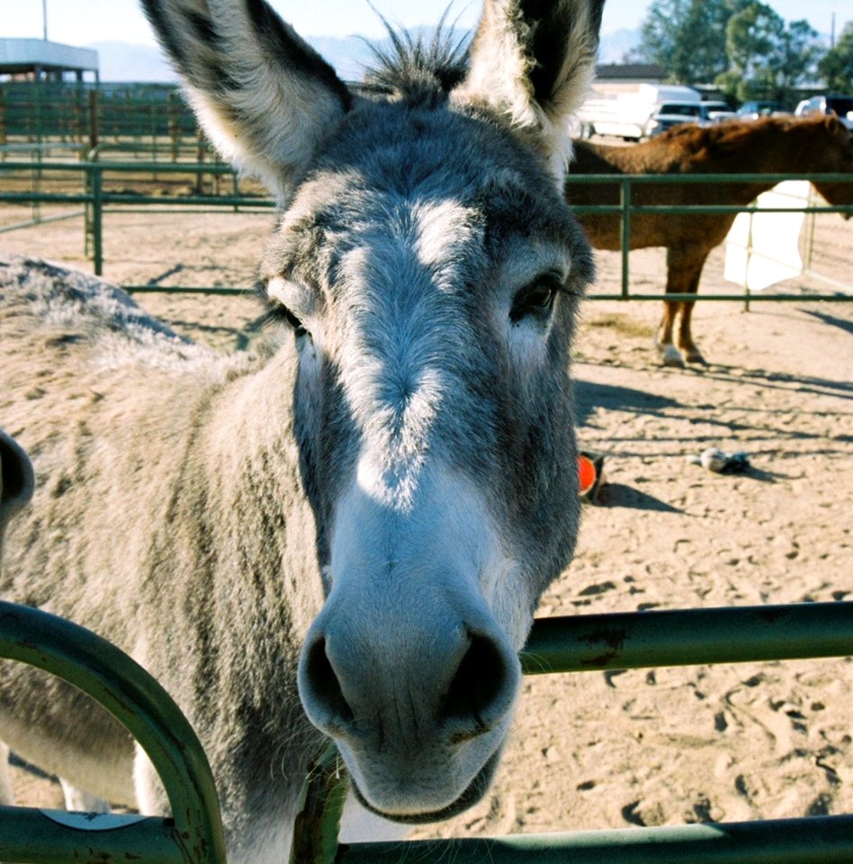 Chemehuevi Herd Burro Gather