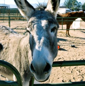 Chemehuevi Herd Burro Gather