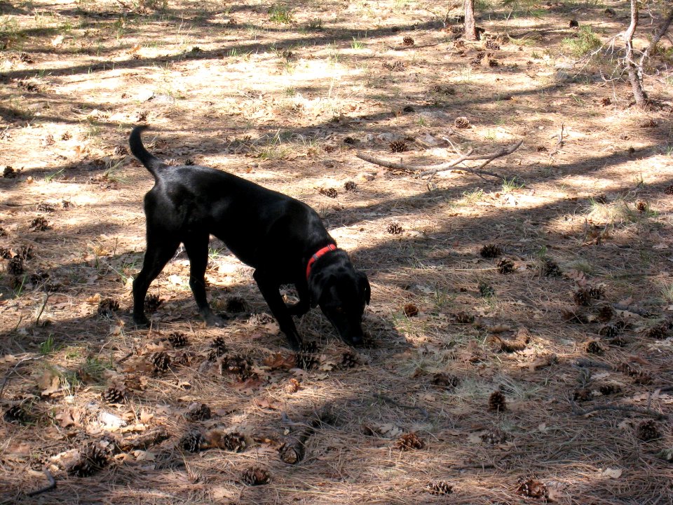 On the Prowl