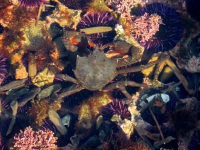 Tidal Pool at Yaquina Head in OR