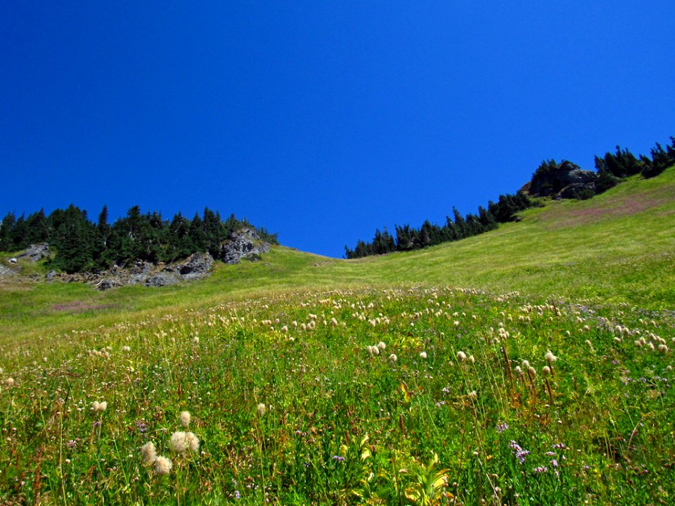 Wildflowers at Tatoosh Wilderness in WA