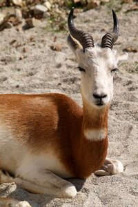 Nature animal gazelle