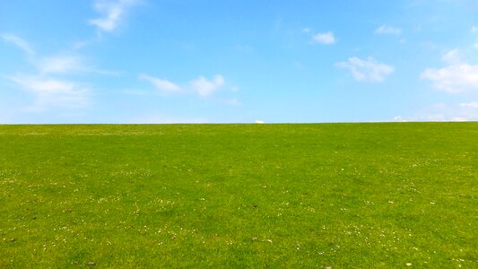 Grass rural summer