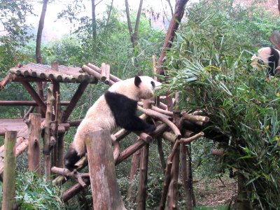 Panda climbing Giant Panda Breeding Center Chengdu China