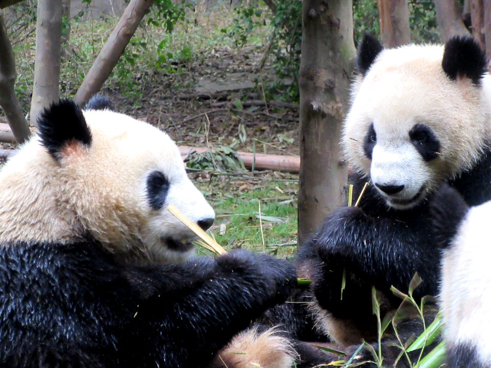 Closeup pair of pandas eatig Giant Panda Breeding Center Chengdu China