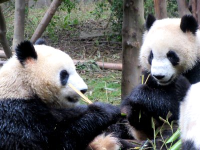 Closeup pair of pandas eatig Giant Panda Breeding Center Chengdu China photo