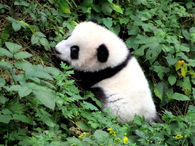 Baby panda having a hard time climbing out of ditch after falling Giant Panda Breeding Center Chengdu China