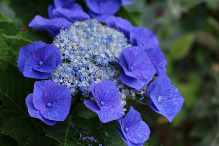 Petals spring flowers hydrangea