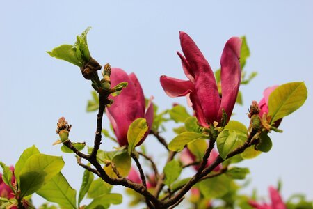 Magnolia wood nature photo