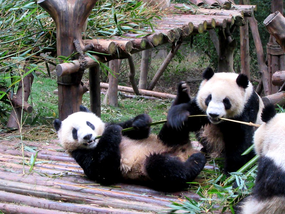 two pandas sharing a bamboo Giant Panda Breeding Center Chengdu China photo