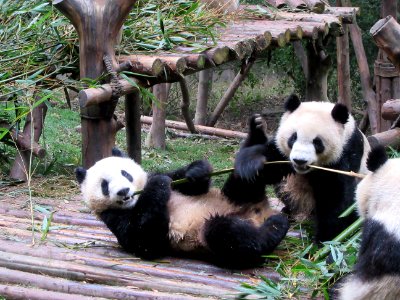 two pandas sharing a bamboo Giant Panda Breeding Center Chengdu China photo