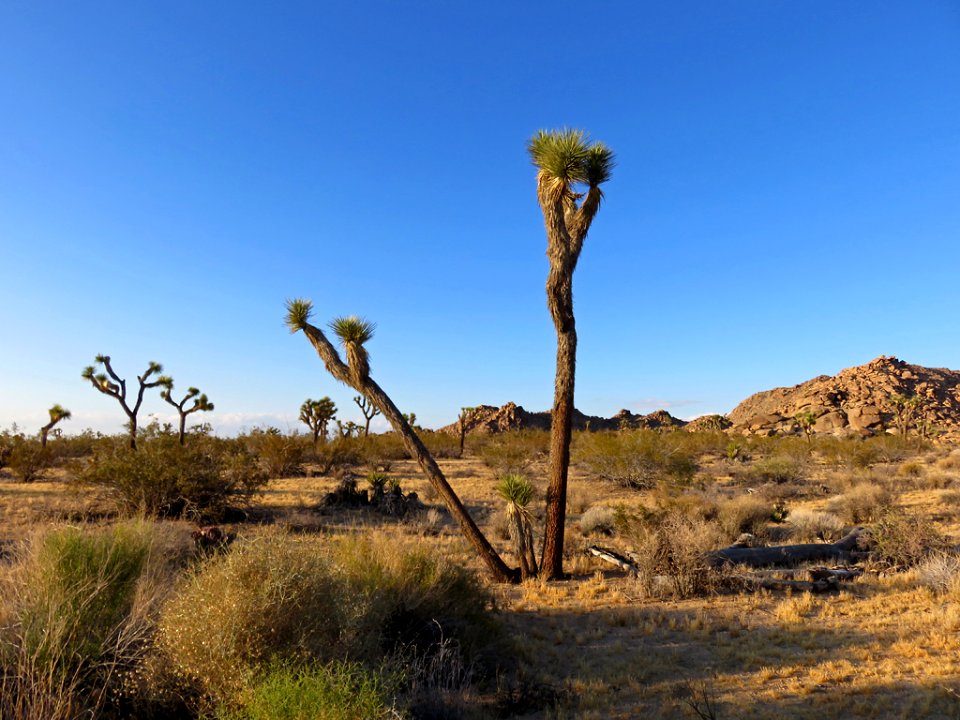Joshua Tree NP in CA