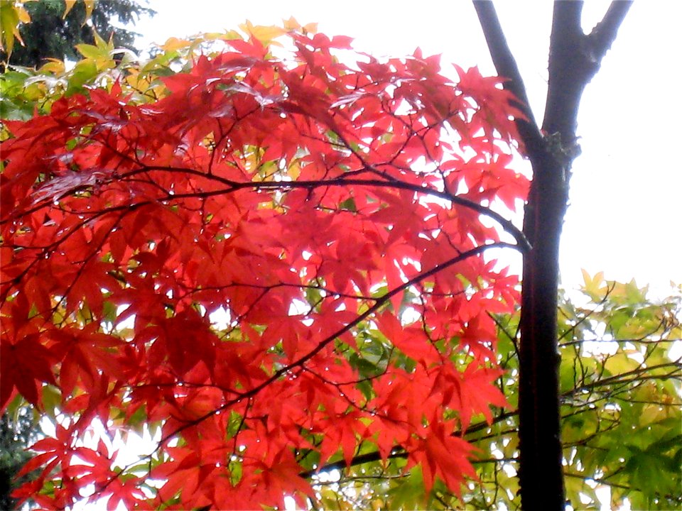 Early Red Maples